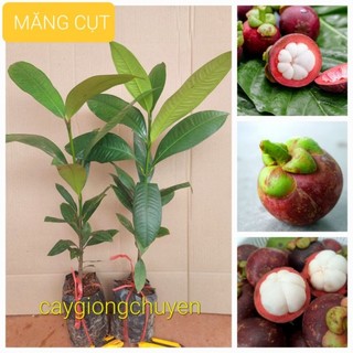 CÂY GIỐNG MĂNG CỤT