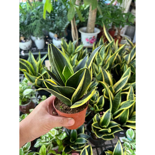 Lưỡi Hổ Búp Sen - cây đề bàn - trang trí nội thất