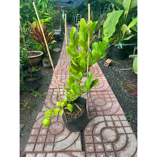 Cây giống Chanh vàng mỹ
