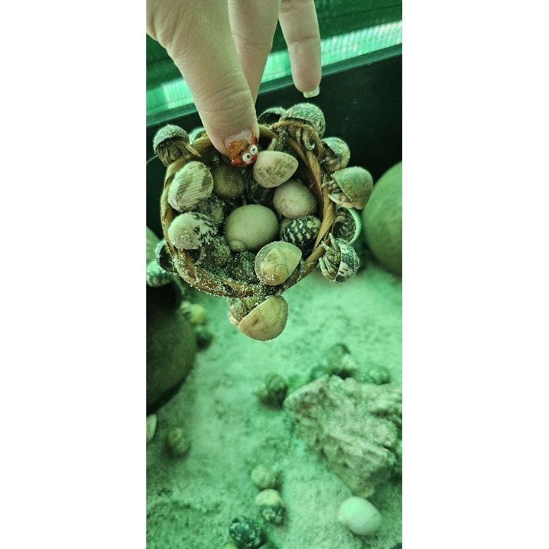 Combo Mô hình 5 bé OMH Rugo sống đen xám ,đen trắng size baby