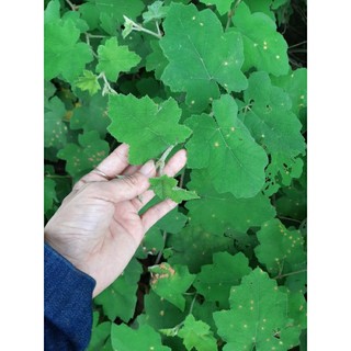 Lá cây mâm xôi rừng tươi/khô hàng đặt mới hái