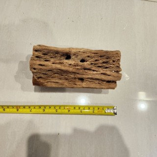 Lũa Cholla Teady Bear size khủng