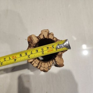 Lũa Cholla Teady Bear size khủng