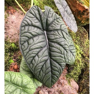 Cây Alocasia Melo