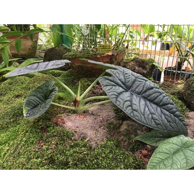 Cây Alocasia Melo