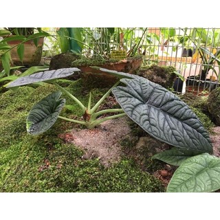 Cây Alocasia Melo