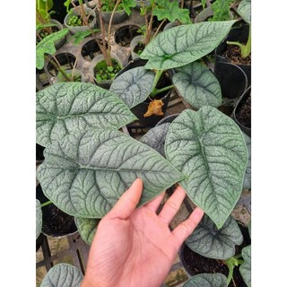Cây Alocasia Melo