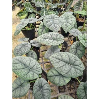 Cây Alocasia Melo