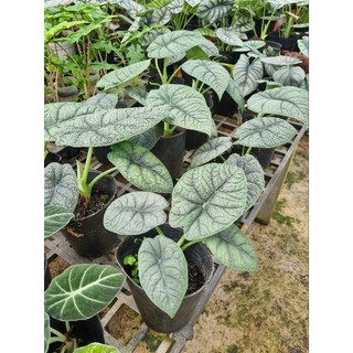 Cây Alocasia Melo