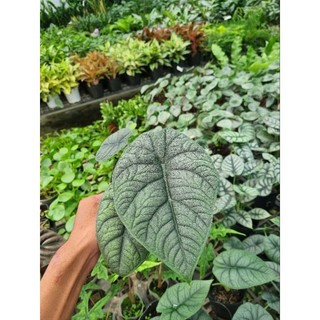 Cây Alocasia Melo