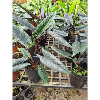 Cây Alocasia scalprum