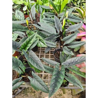 Cây Alocasia scalprum