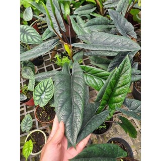 Cây Alocasia scalprum