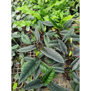 Cây Alocasia scalprum