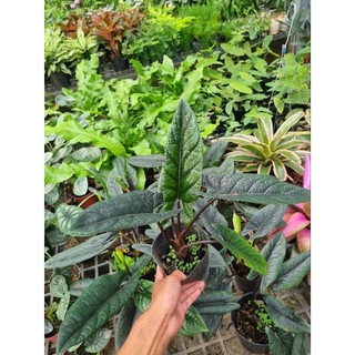 Cây Alocasia scalprum