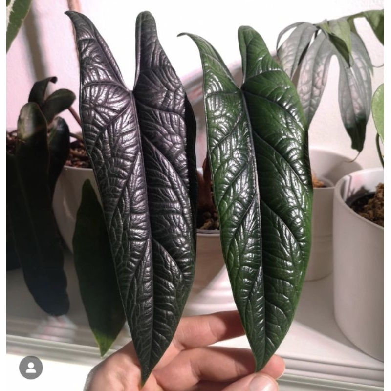 Cây Alocasia scalprum