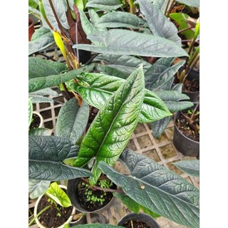 Cây Alocasia scalprum