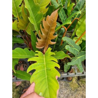 Cây trầu bà Philodendron Caramel