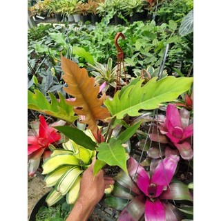 Cây trầu bà Philodendron Caramel