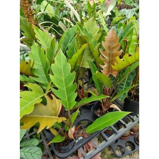 Cây trầu bà Philodendron Caramel