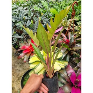 Cây trầu bà Philodendron Caramel