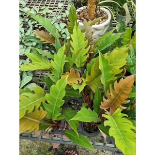 Cây trầu bà Philodendron Caramel