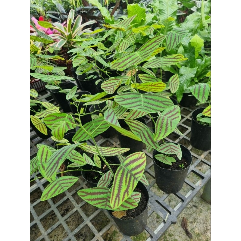 Cây Bướm Xuân - Christia obcordata