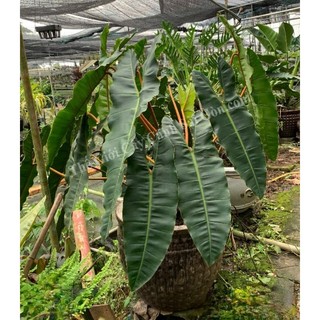 Cây philodendron billietiae - Trầu bà hồng hạc