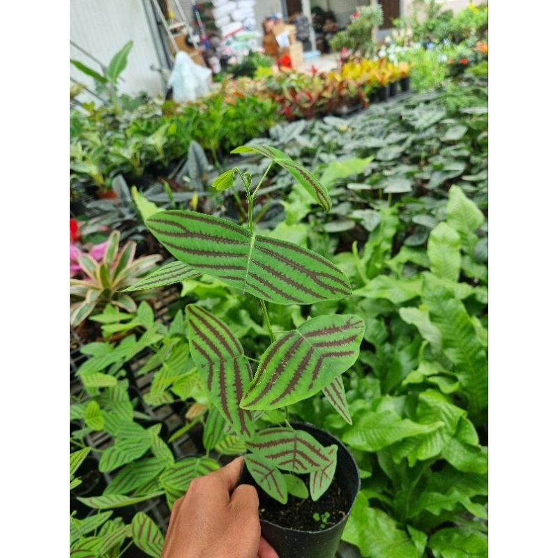 Cây Bướm Xuân - Christia obcordata