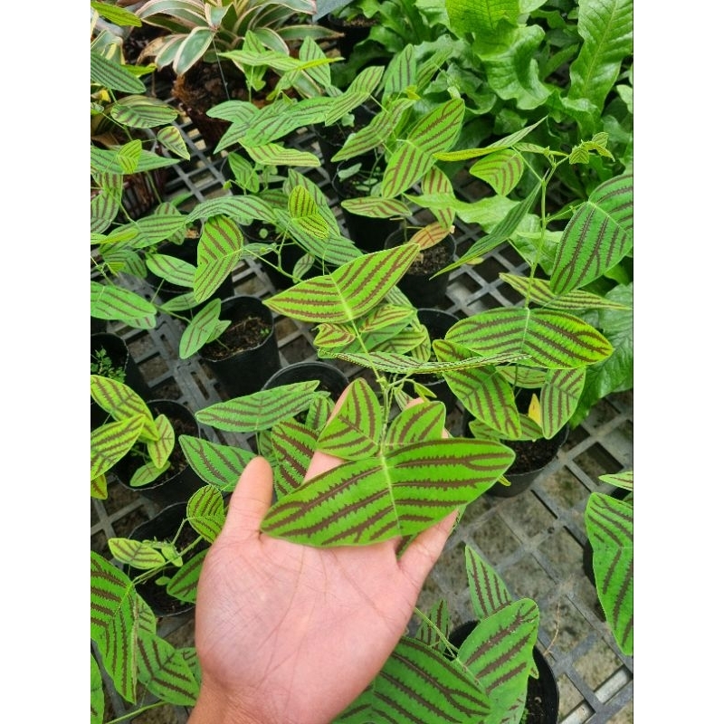 Cây Bướm Xuân - Christia obcordata