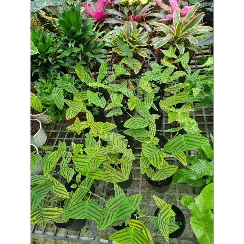 Cây Bướm Xuân - Christia obcordata