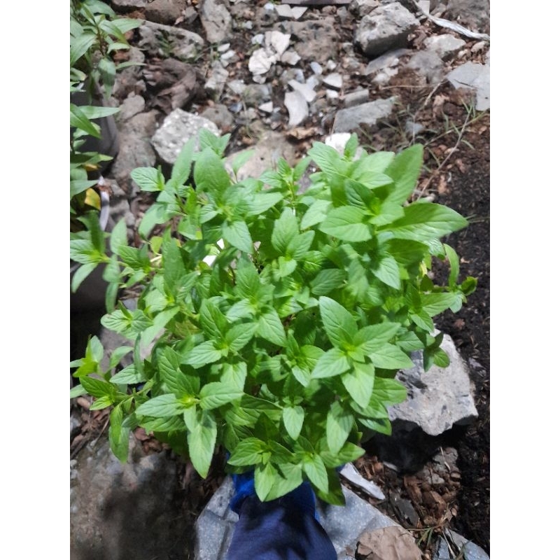 Q7- Chậu cây rau gia vị húng trắng, húng cây, rau thơm như hình, giao hỏa tốc tp HCM