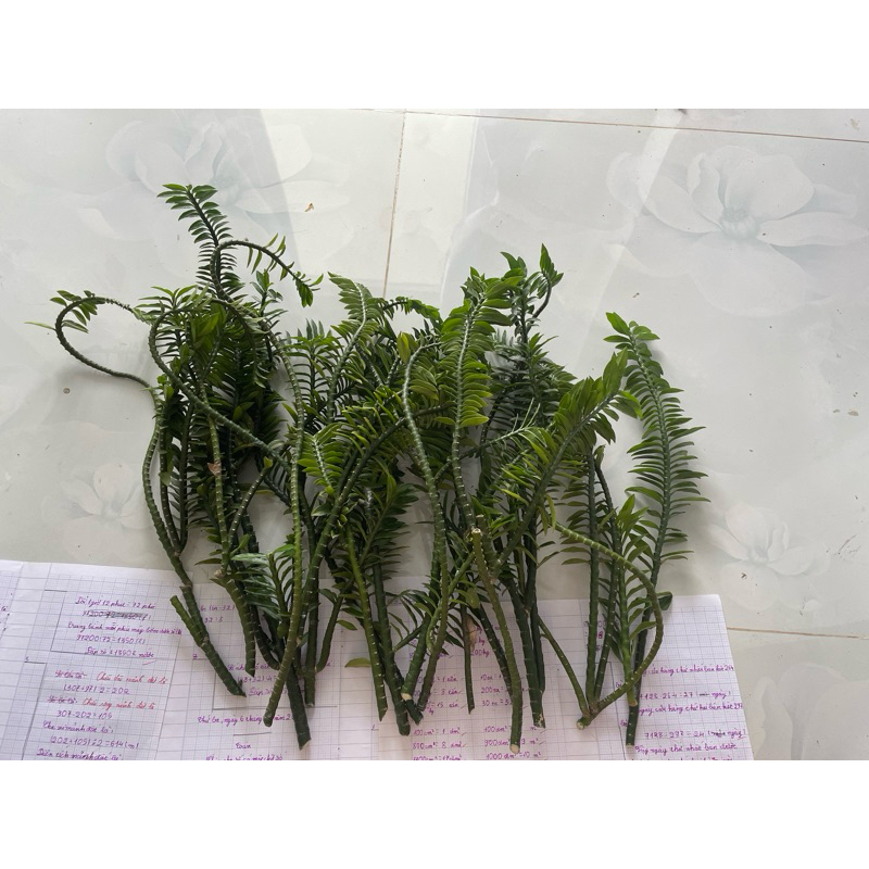 (Cắt cành)cây chân rết set 2 cành