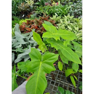 Cây Philodendron golden dragon
