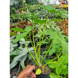 Cây Philodendron golden dragon