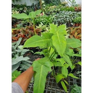 Cây Philodendron golden dragon