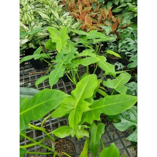Cây Philodendron golden dragon