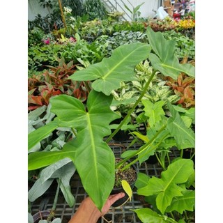 Cây Philodendron golden dragon