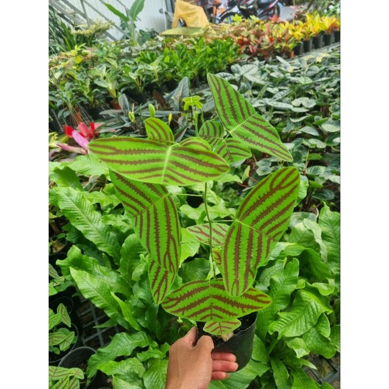 Cây Bướm Xuân - Christia obcordata