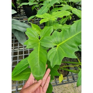 Cây Philodendron golden dragon