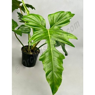 Cây Philodendron golden dragon