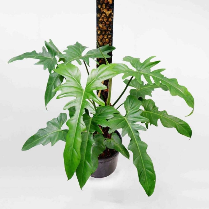 Cây Philodendron golden dragon