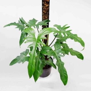 Cây Philodendron golden dragon