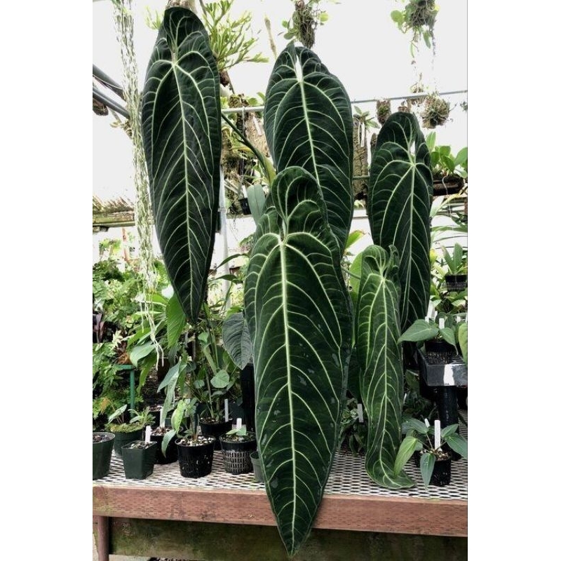 Cây Anthurium Queen