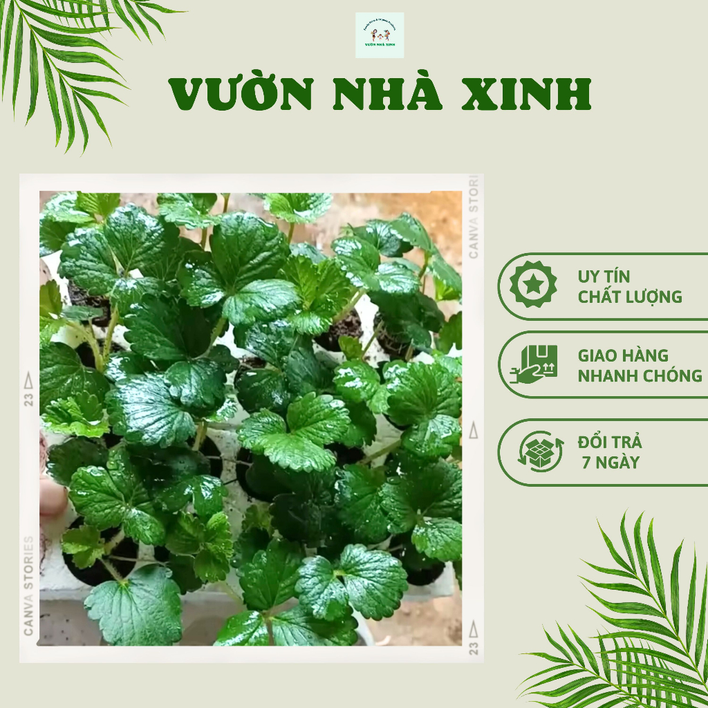 Combo Vỉ 10 Cây Dâu Tây Sabrain Cấy Mô Chuẩn Giống 99%