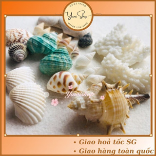 Vỏ Ốc Biển Làm Đồ Trang Trí Tiểu Cảnh Mini Hộp Quà Tặng Trang Trí Quà Thủ Công Phụ Kiện Làm Tranh Vỏ Ốc
