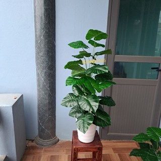 Cây trầu bà lá xanh, Cây trầu bà cao 90CM