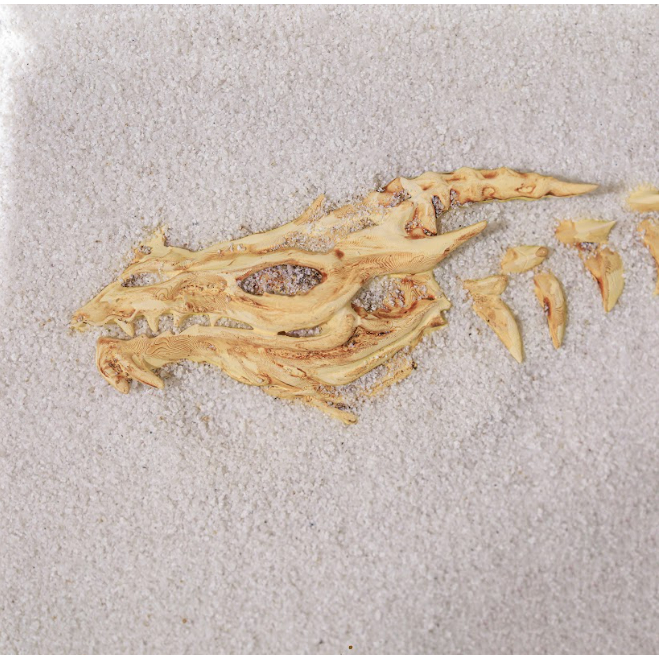 Kê tay bàn phím Xương Rồng hóa thạch, chất liệu resin bền đẹp chống cong, GMMK Pro Kê tay