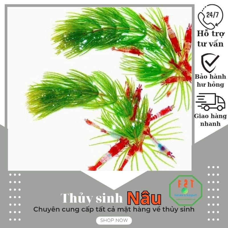 Cây thủy sinh rong đuôi chồn 20 nhánh CTS015 (CHỈ SHIP KHU VỰC PHÍA NAM)