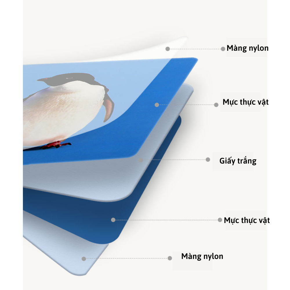 Bộ 20 thẻ flash card Dinomo kích thích thị giác cho trẻ từ 0-12 tháng